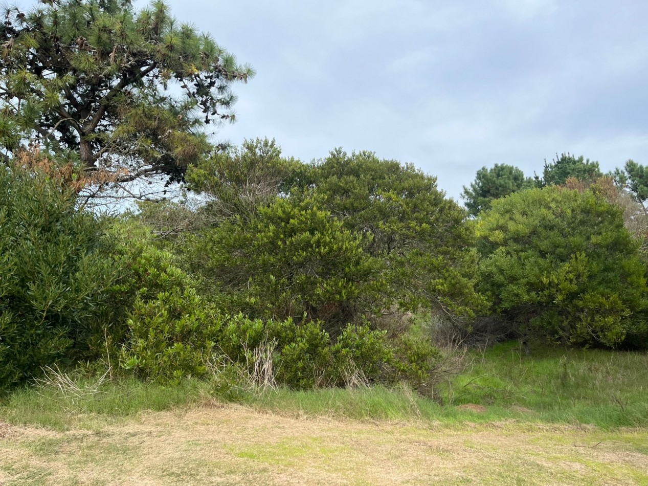 Lote a 3 cuadras de la playa en Las gaviotas VILLA GESELL